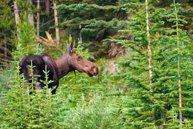 Moose Repopulation Explosion, Milk and Health and Greenhouse Plastics